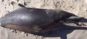 https://www.tp24.it/immagini_articoli/06-02-2023/1675711876-0-un-delfino-morto-sulla-spiaggia-di-marausa-nbsp.png