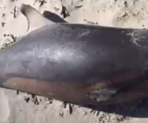 https://www.tp24.it/immagini_articoli/06-02-2023/1675711876-0-un-delfino-morto-sulla-spiaggia-di-marausa-nbsp.png
