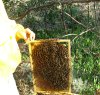 https://www.tp24.it/immagini_articoli/06-05-2016/1462568648-0-miele-e-api-le-aziende-siciliane-sono-al-sicuro-dall-insetto-killer.jpg