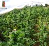 https://www.tp24.it/immagini_articoli/06-06-2016/1465230136-0-marsaladroga-polizia-sequestra-45-tonnellate-di-marijuana-scoperta-nuova-piantagione.jpg