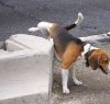 https://www.tp24.it/immagini_articoli/06-07-2022/1657090572-0-l-ars-si-e-riunita-per-discutere-della-pipi-dei-cani.jpg