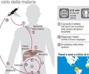 https://www.tp24.it/immagini_articoli/06-09-2017/1504675022-0-bufala-malaria-portano-migranti-quando.jpg