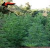 https://www.tp24.it/immagini_articoli/06-09-2017/1504695857-0-marsala-scoperta-coltivazione-piante-marijuana-arrestati-giovani.jpg