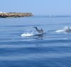 https://www.tp24.it/immagini_articoli/07-04-2018/1523085814-0-favignana-contributi-pescatori-sostituire-attrezzature-danneggiate-delfini.jpg