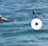 https://www.tp24.it/immagini_articoli/07-07-2023/1688726761-0-nbsp-summer-brings-sharks-close-to-the-shore-four-sightings-in-sicily-in-a-few-days.jpg