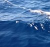 https://www.tp24.it/immagini_articoli/07-08-2016/1470553851-0-piccolo-squalo-privo-di-vita-trovato-al-largo-di-san-vito-lo-capo.jpg