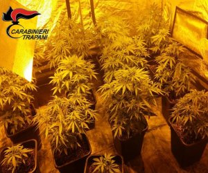 https://www.tp24.it/immagini_articoli/07-12-2016/1481101784-0-aveva-una-serra-di-marijuana-in-casa-e-rubava-energia-arrestato-a-pantelleria.jpg