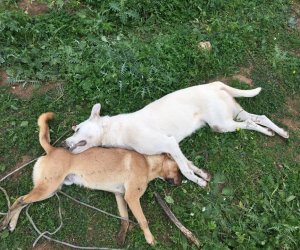 https://www.tp24.it/immagini_articoli/08-01-2017/1483906087-0-marsala-due-cani-torturati-e-uccisi-a-digerbato.jpg