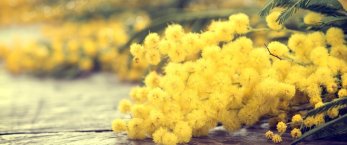https://www.tp24.it/immagini_articoli/08-03-2024/1709855605-0-8-marzo-oltre-le-mimose-costruire-consapevolezza.jpg