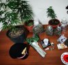 https://www.tp24.it/immagini_articoli/08-09-2020/1599557160-0-trapani-arrestati-due-spacciatori-di-marijuana.jpg