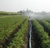 https://www.tp24.it/immagini_articoli/08-12-2014/1418074723-0-la-rete-idrica-e-pessima-agricoltori-di-marsala-e-petrosino-preoccupati.jpg