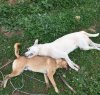 https://www.tp24.it/immagini_articoli/09-01-2017/1483989103-0-i-cani-uccisi-a-marsala-una-ricompensa-per-chi-trova-i-responsabili.jpg
