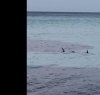 https://www.tp24.it/immagini_articoli/09-02-2024/1707482587-0-il-video-degli-squali-che-nuotano-vicino-la-riva-a-mondello.jpg