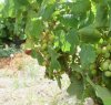 https://www.tp24.it/immagini_articoli/09-07-2018/1531090748-0-viaggio-pantelleria-lisola-eroi-vino.jpg