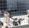 https://www.tp24.it/immagini_articoli/09-09-2021/1631147740-0-marsala-tanti-cani-abbandonati-il-canile-e-pieno-e-il-comune-non-aiuta-chi-vuole-salvarli.jpg