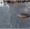 https://www.tp24.it/immagini_articoli/09-09-2021/1631193915-0-aveva-ingoiato-tanta-plastica-la-tartaruga-nippiteddra-torna-libera.jpg