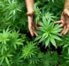 https://www.tp24.it/immagini_articoli/09-10-2014/1412877800-0-trapani-scoperte-due-piantagioni-di-cannabis-dalla-polizia.jpg