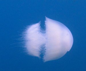 https://www.tp24.it/immagini_articoli/09-11-2017/1510214853-0-fotografata-favignana-medusa-nomade-entrata-mediterraneo-canale-suez.jpg