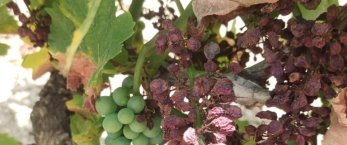 https://www.tp24.it/immagini_articoli/10-01-2024/1704842015-0-sicilia-nella-finanziaria-gli-aiuti-all-agricoltura-ma-per-i-viticoltori-le-briciole.jpg