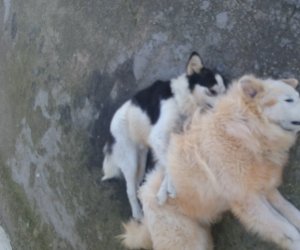https://www.tp24.it/immagini_articoli/10-02-2019/1549796908-0-marsala-cani-avvelenati-nessuno-rimuove-loro-carcasse.jpg