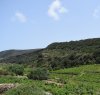 https://www.tp24.it/immagini_articoli/10-07-2018/1531181291-0-promozione-turismo-numeri-progetti-consorzio-vini-pantelleria.jpg