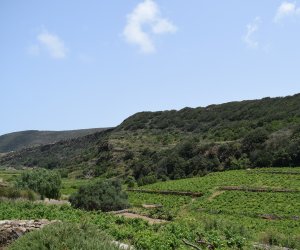 https://www.tp24.it/immagini_articoli/10-07-2018/1531181291-0-promozione-turismo-numeri-progetti-consorzio-vini-pantelleria.jpg