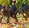 https://www.tp24.it/immagini_articoli/10-08-2017/1502338825-0-sane-ottime-condizioni-previsioni-consorzio-tutela-vini-sicilia.jpg