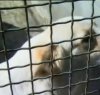 https://www.tp24.it/immagini_articoli/10-11-2018/1541846802-0-paceco-scoperto-rifugio-cani-abusivo.jpg