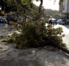 https://www.tp24.it/immagini_articoli/10-12-2018/1544442939-0-tempesta-vento-sicilia-tanti-danni-palermo-alberi-cartelloni-abbattuti.jpg