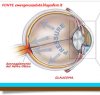 https://www.tp24.it/immagini_articoli/11-03-2012/1379491869-1-conoscere-il-glaucoma.jpg