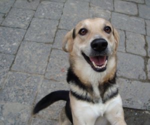 https://www.tp24.it/immagini_articoli/11-05-2017/1494517724-0-castelvetrano-mister-dog-rinuncia-i-170-cani-non-verranno-trasferiti-in-calabria.jpg