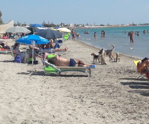 https://www.tp24.it/immagini_articoli/11-08-2018/1533979018-0-bella-spiaggia-libera-marsala-troppi-cani-randagi.jpg