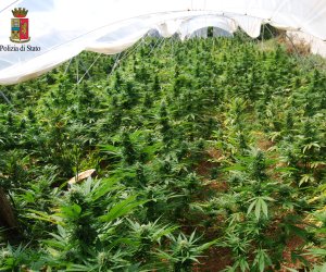 https://www.tp24.it/immagini_articoli/11-10-2016/1476143974-0-droga-la-provincia-di-trapani-prima-in-italia-per-piantagioni-di-marijuana.jpg