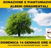 https://www.tp24.it/immagini_articoli/12-01-2018/1515752050-0-stelle-alcamo-donano-alberi-citta.jpg