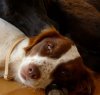 https://www.tp24.it/immagini_articoli/12-04-2016/1460447983-0-pantelleria-da-ottobre-e-sparita-penny-e-con-lei-tanti-altri-cani.jpg