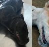 https://www.tp24.it/immagini_articoli/12-05-2019/1557691450-0-campobello-continua-strage-cani-lanciata-petizione-online.jpg