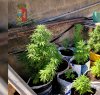 https://www.tp24.it/immagini_articoli/12-07-2018/1531378577-0-mazara-disabile-sedia-rotelle-coltiva-piante-marijuana-arrestato.jpg