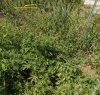https://www.tp24.it/immagini_articoli/12-07-2022/1657633437-0-sequestrata-a-mazara-una-piantagione-di-marijuana-da-70-mila-euro.jpg