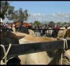 https://www.tp24.it/immagini_articoli/12-08-2016/1470959085-0-partanna-sospesa-la-mostra-mercato-del-bestiame-di-domenica-14-agosto.jpg
