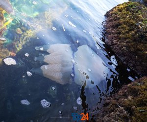 https://www.tp24.it/immagini_articoli/12-08-2020/1597225401-0-un-altra-medusa-gigante-avvistata-a-marsala-ecco-cos-e.jpg
