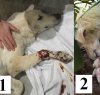 https://www.tp24.it/immagini_articoli/12-09-2016/1473634307-0-animali-maltrattati-a-castelvetrano-salvato-un-cane-preso-a-fucilate.jpg