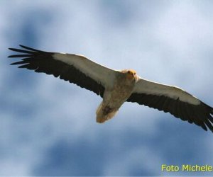 https://www.tp24.it/immagini_articoli/12-09-2018/1536755244-0-uccello-rarissimo-ucciso-bracconieri-trapanese.jpg