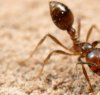 https://www.tp24.it/immagini_articoli/12-09-2023/1694493517-0-fire-ants-invasion-a-new-threat-emerges-in-sicily-impacting-ecosystems-and-health.jpg