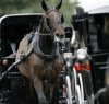 https://www.tp24.it/immagini_articoli/12-10-2013/1381585779-0-carrozze-con-cavalli-a-trapani-proteste-degli-animalisti.jpg