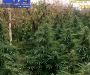 https://www.tp24.it/immagini_articoli/12-10-2018/1539341406-0-maxi-piantagione-marijuana-3300-piante-scoperta-partinico-quattro-arresti.jpg