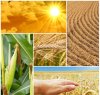 https://www.tp24.it/immagini_articoli/12-12-2015/1449910763-0-petrosino-oggi-un-convegno-su-clima-e-agricoltura.jpg