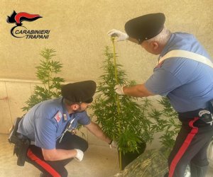 https://www.tp24.it/immagini_articoli/13-07-2023/1689235927-0-castelvetrano-coltiva-la-marijuana-in-casa-nbsp-arrestato-dai-carabinieri.jpg