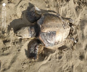 https://www.tp24.it/immagini_articoli/14-01-2020/1578992322-0-marsala-trovata-tartaruga-morta-spiaggia.jpg