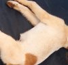 https://www.tp24.it/immagini_articoli/14-03-2018/1521024196-0-veleno-selinunte-cucciolo-morto-grave-otto-sono-spariti.jpg