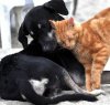 https://www.tp24.it/immagini_articoli/14-03-2020/1584143403-0-cani-gatti-trasmettono-coronavirus.jpg